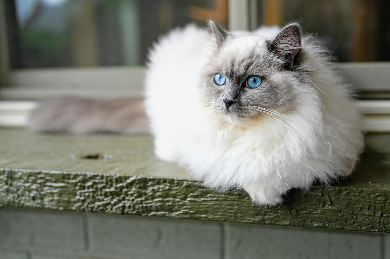 10 Unforgettable Facts About The Enchanting Ragdoll Kitten