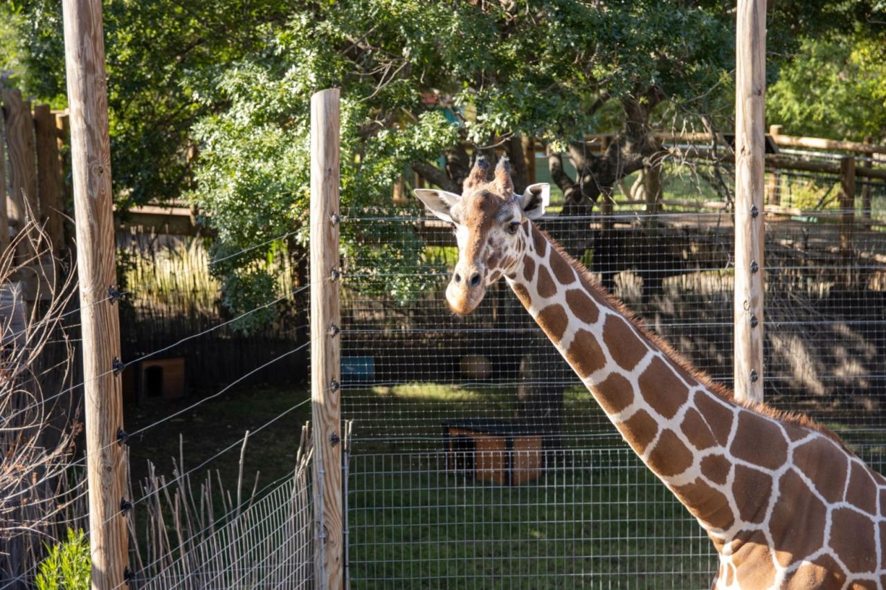 Abilene Zoo: A Journey Through 100 Years Of Wildlife Conservation