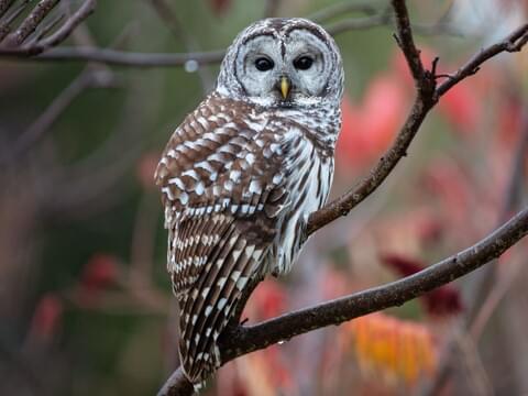 Understanding the Spotted Owl and Barred Owl