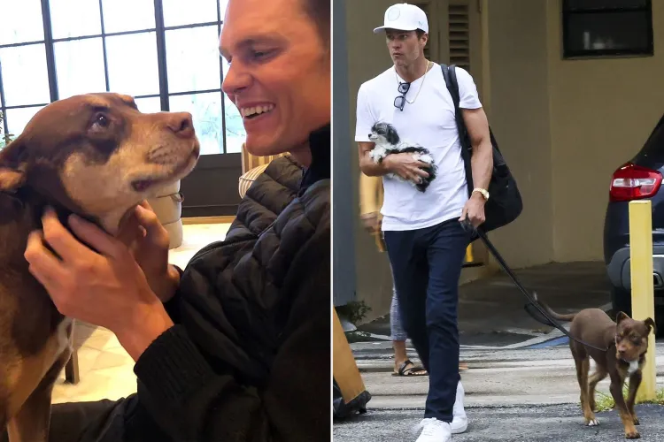 Clone Dog Tom Brady — Inside the Story of Tom Brady’s Cloned Dog