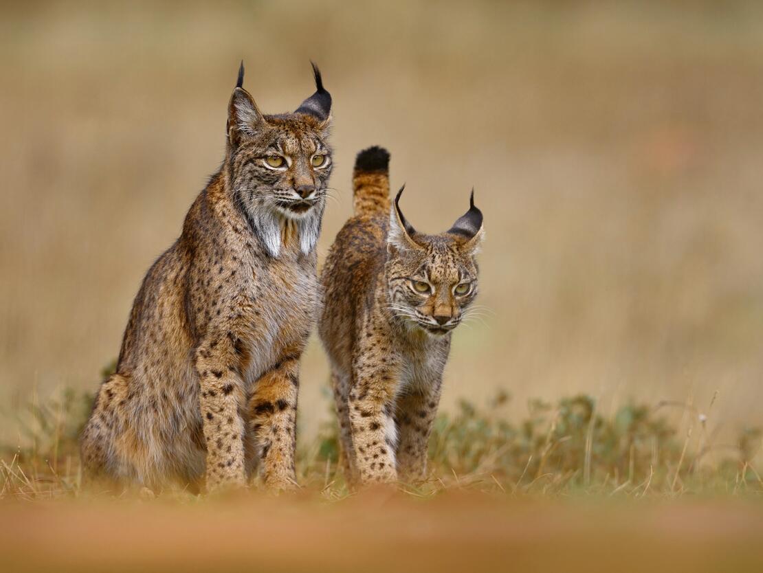 Iberian lynx (Lynx pardinus): Europe’s Comeback Wild Cat
