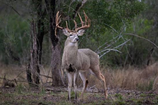 Missouri Deer Season 2025: Key Dates, Tips, and What Hunters Need to Know